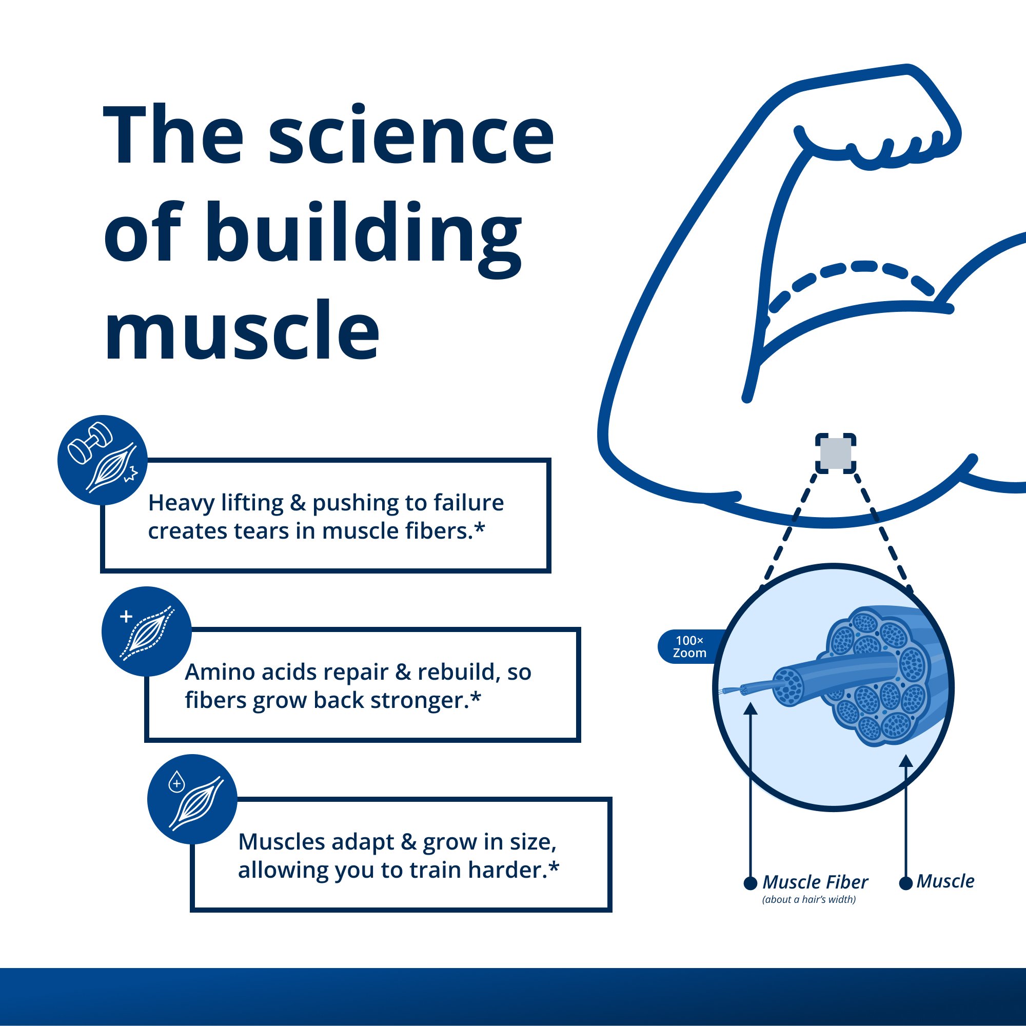Muscle Gains Bundle